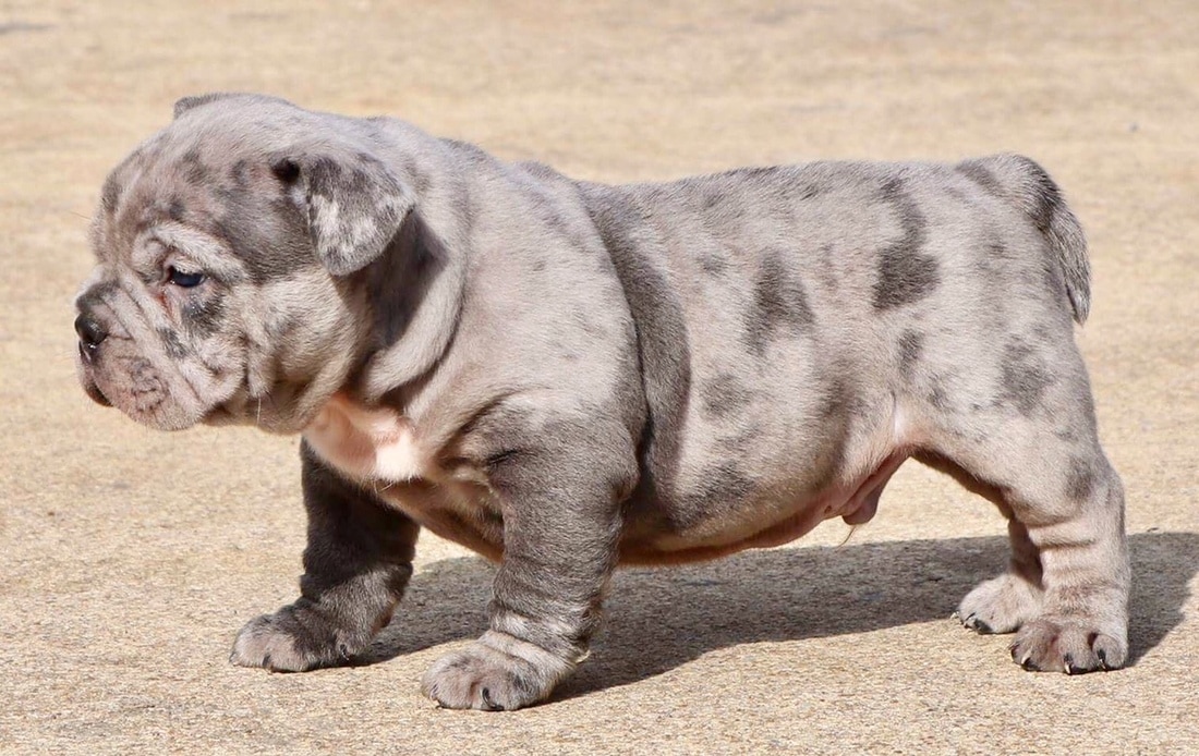 blue merle pitbull puppies for sale 2019