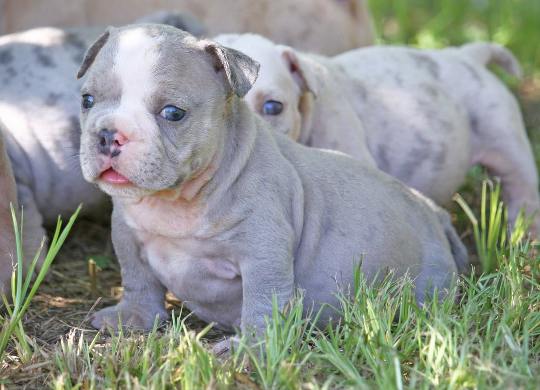 Blue Pitbulls and Skin Conditions: The Connection to Hair Loss - wide 2