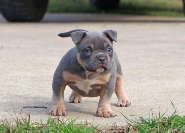 blue nose tri color pitbulls for sale